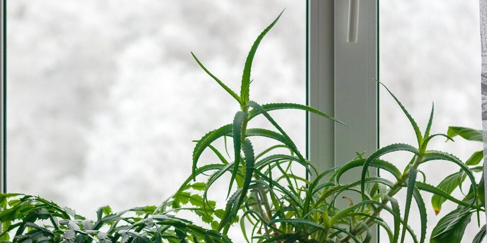 shutterstock_1867561654