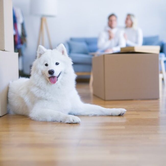 shutterstock_1532623043+(1)