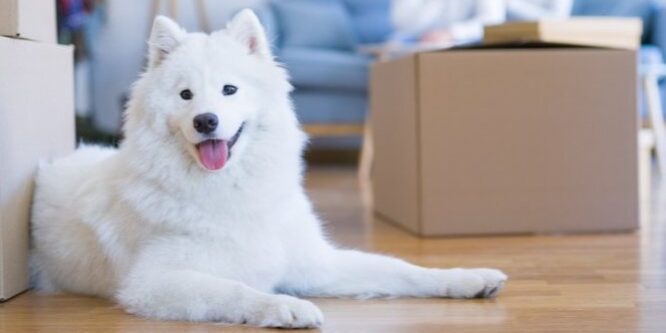 shutterstock_1532623043+(1)