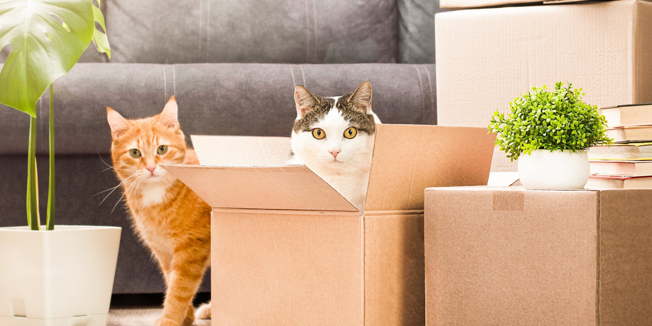 Two,Cats,Playing,In,Cardboard,Boxes,,Moving,To,A,New