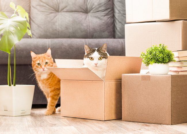 Two,Cats,Playing,In,Cardboard,Boxes,,Moving,To,A,New